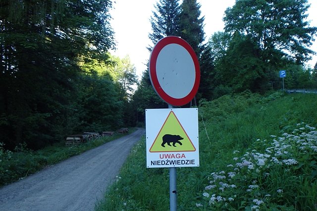Na pierwsze informacje o niedźwiedziach, natrafiłem zanim jeszcze znalazłem się w Bieszczadach. Okolice miejscowości Czarna-Górna.