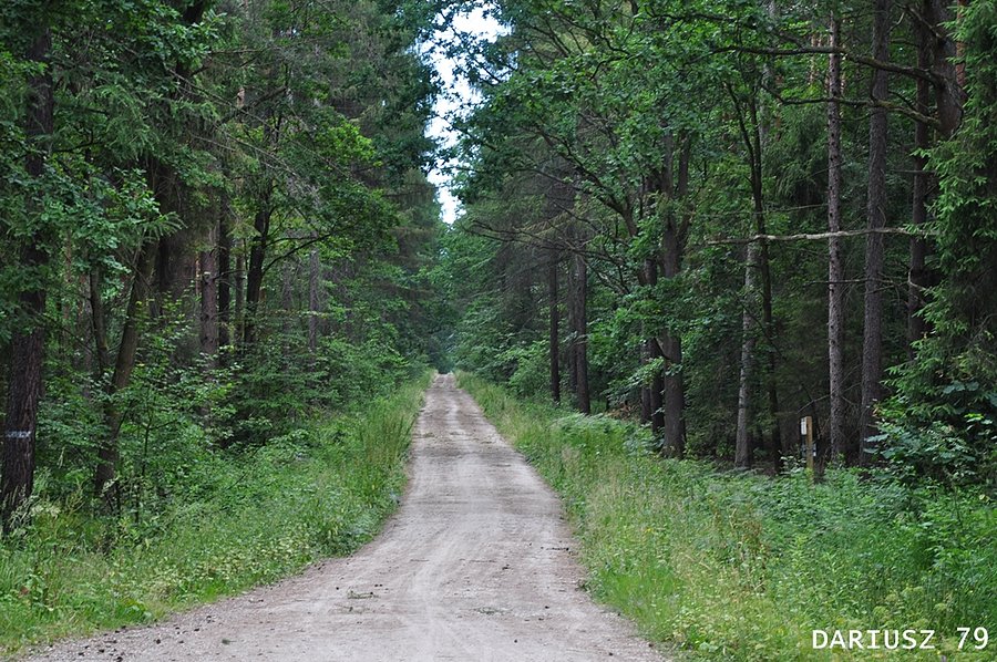 Czarków - Droga rowerowa w stronę Pszczyny