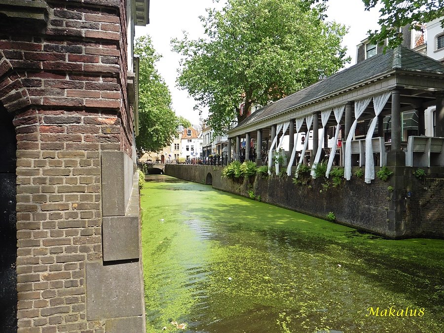 Gouda