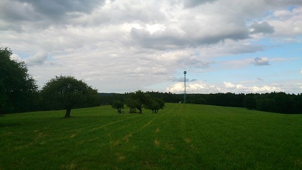 Roztoczańska polana