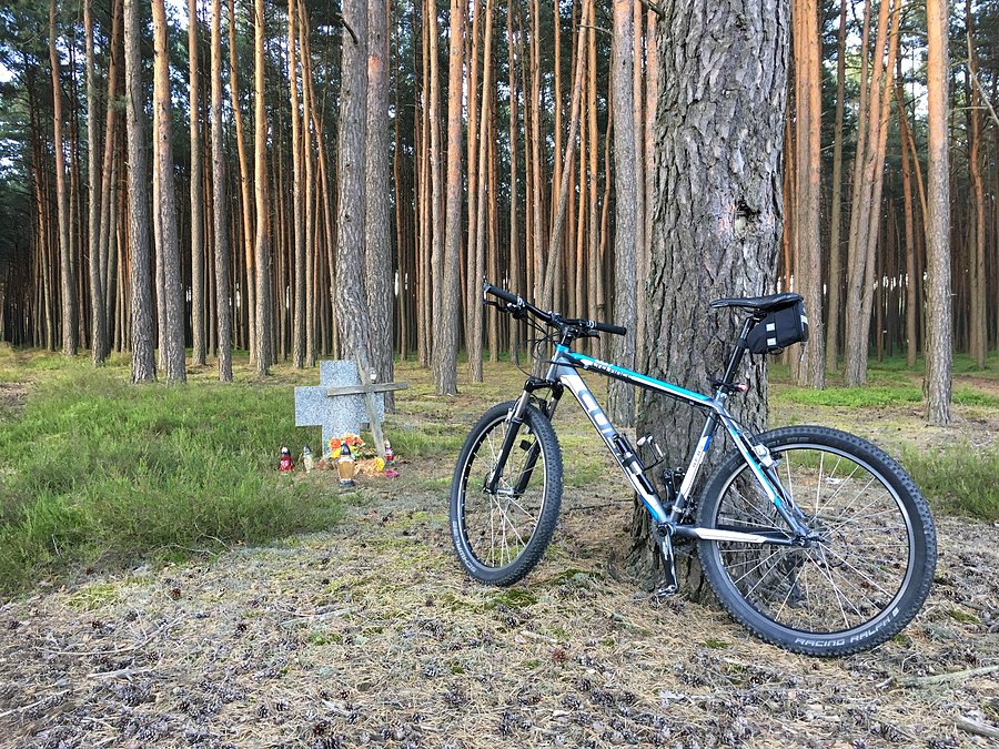 Krzyż w Puszczy Noteckiej między Tarnówkiem a Klempiczem