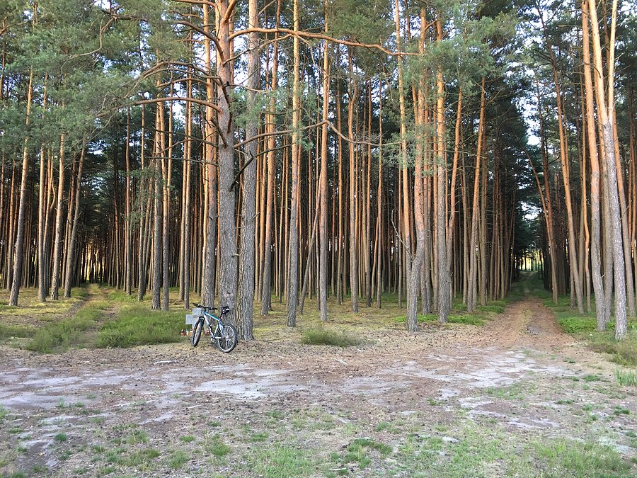 Puszcza Notecka