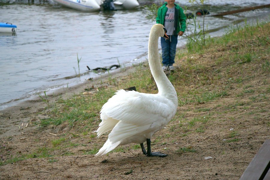 Waleczny łabędź w Morzyczynie