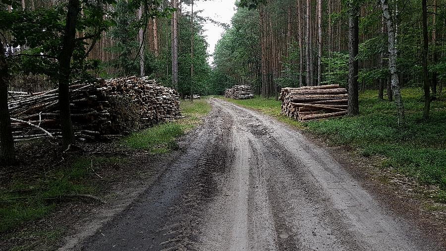 Rabunkowa wycinka drzew w okolicy Sowna