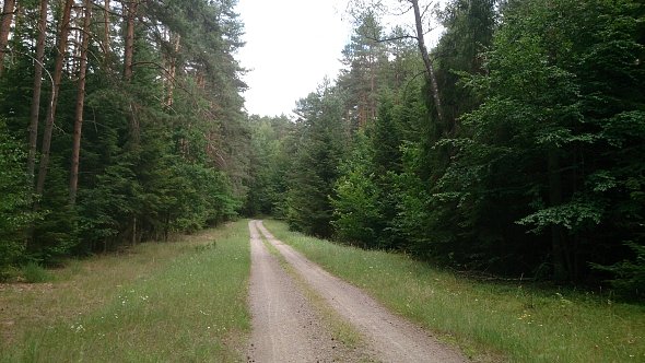 Leśna ścieżka