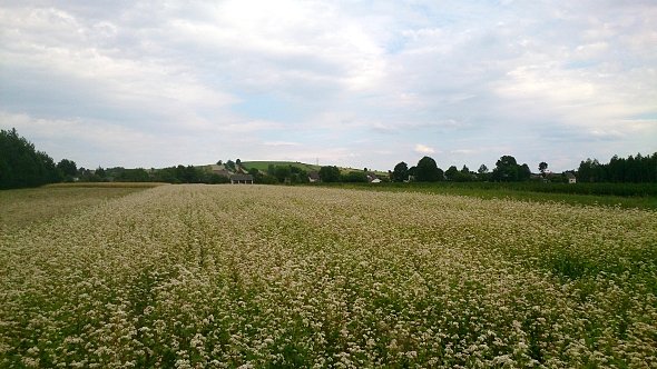 Pola koło Panasówki