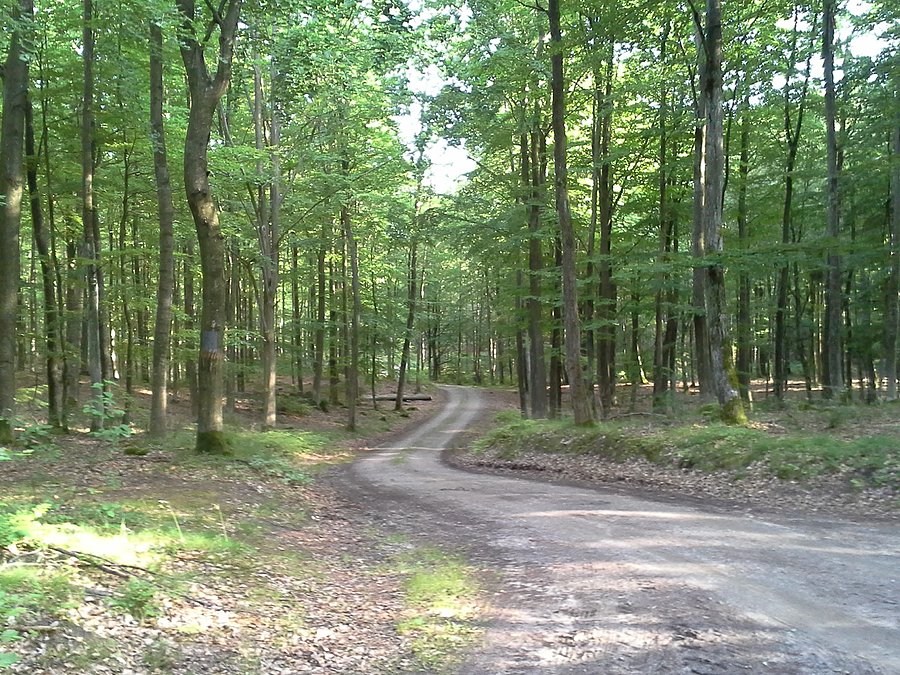Leśne drogi