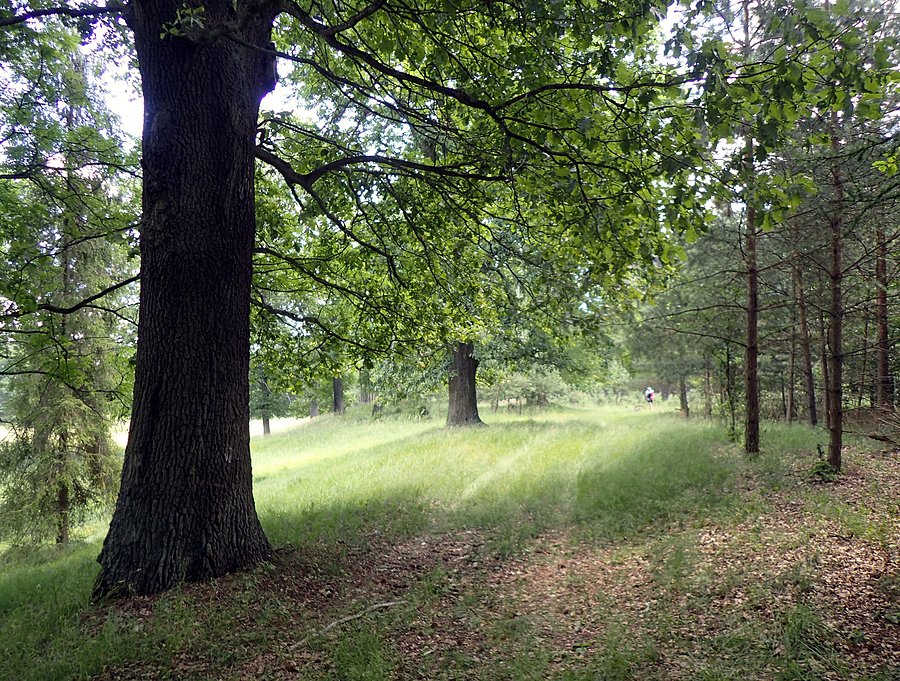 Ścieżką wśród starych dębów