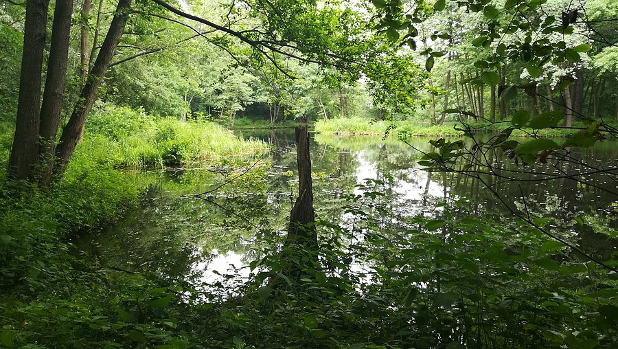 Dębina