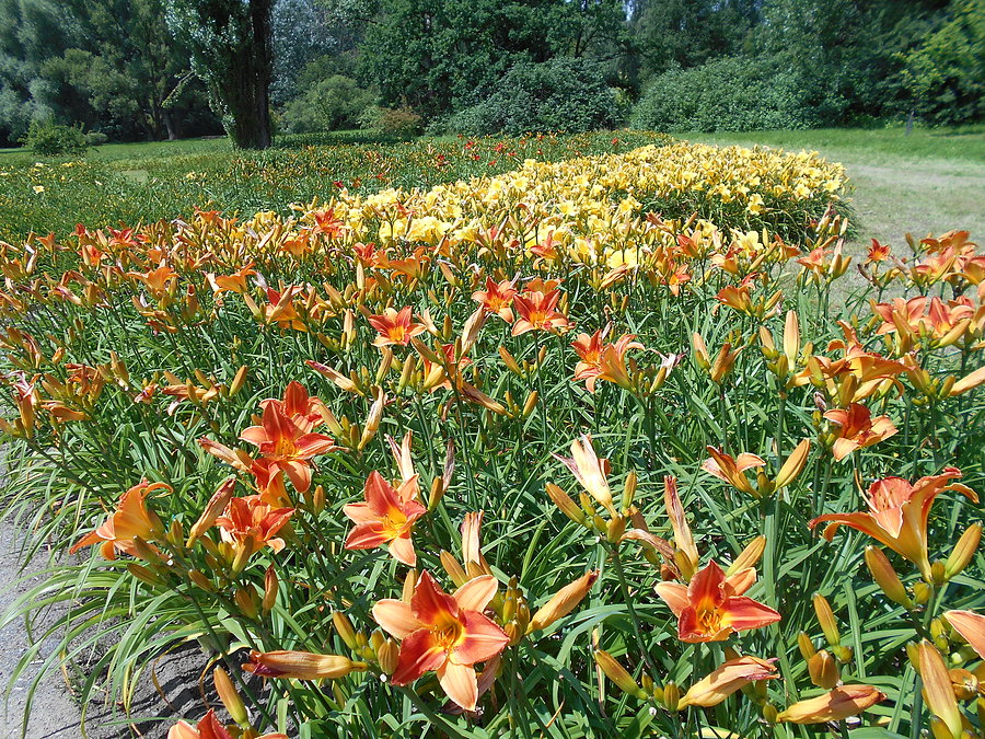 Liliowce