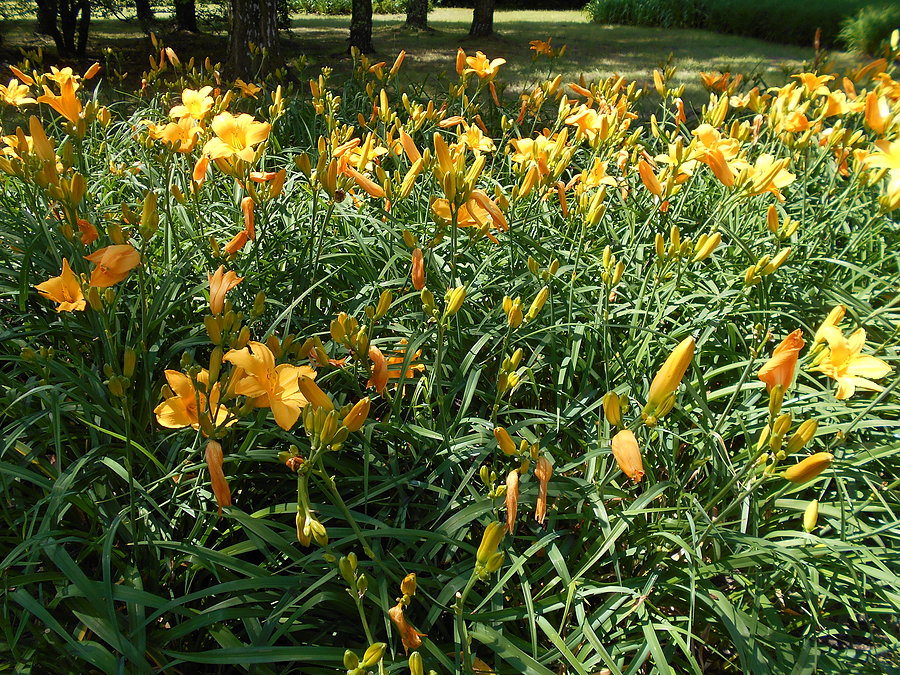 Liliowce