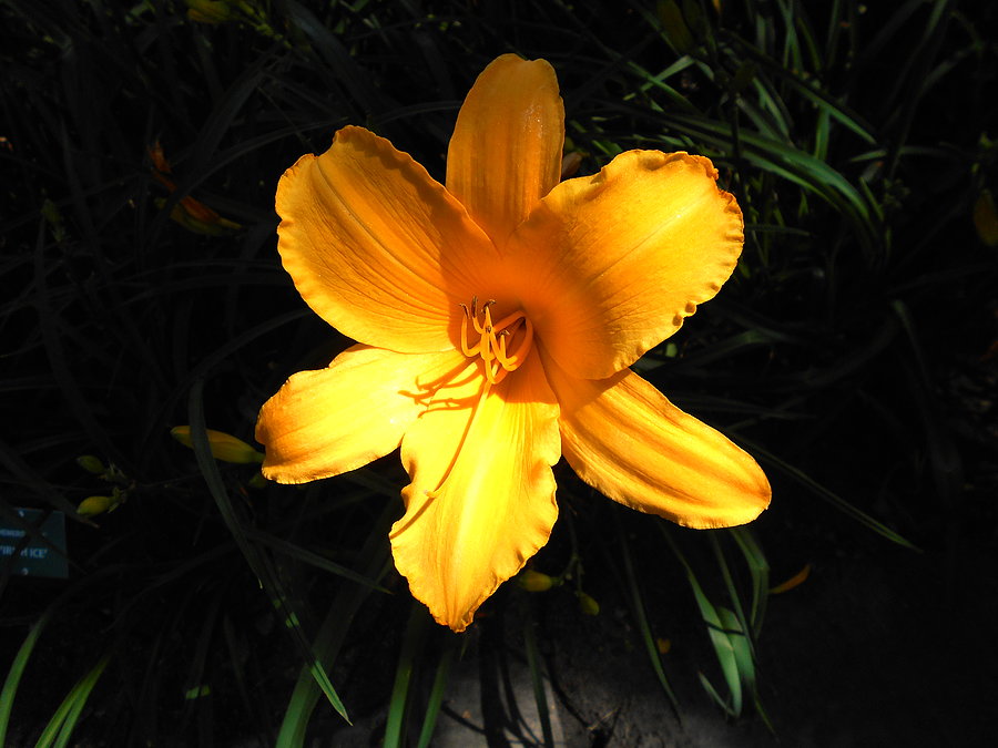 Liliowce