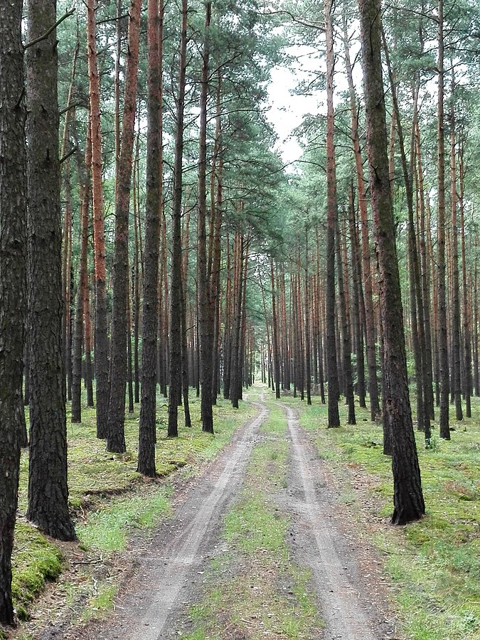 Zapowiedznia - lasy