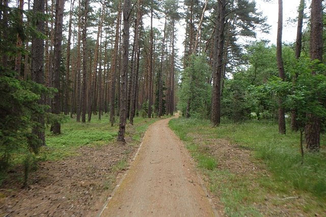 Leśna ścieżka rowerowa na terenie Zaborskiego Parku Krajobrazowego za Kłodawką