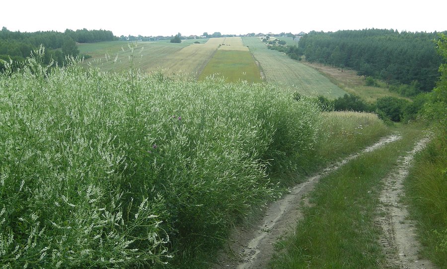 Okolice Gąszczyka bogate w uprawy nostrzyka