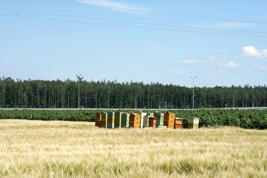 Pasieka koło Włocławka
