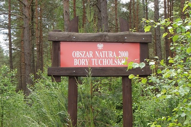 ... w Borach Tucholskich