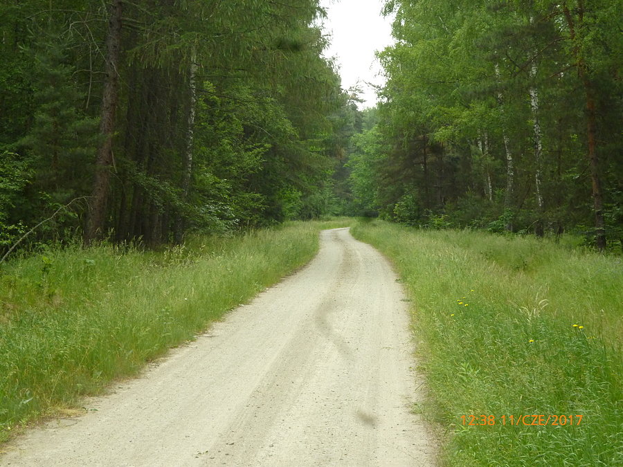 Piękne podkarpackie lasy i utwardzone ścieżki rowerowe