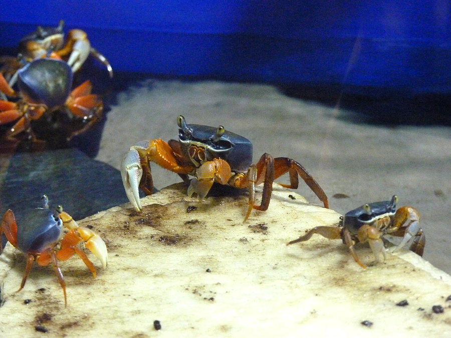 Oceanarium cz.1