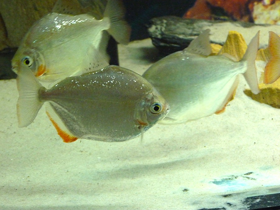 Oceanarium cz.2