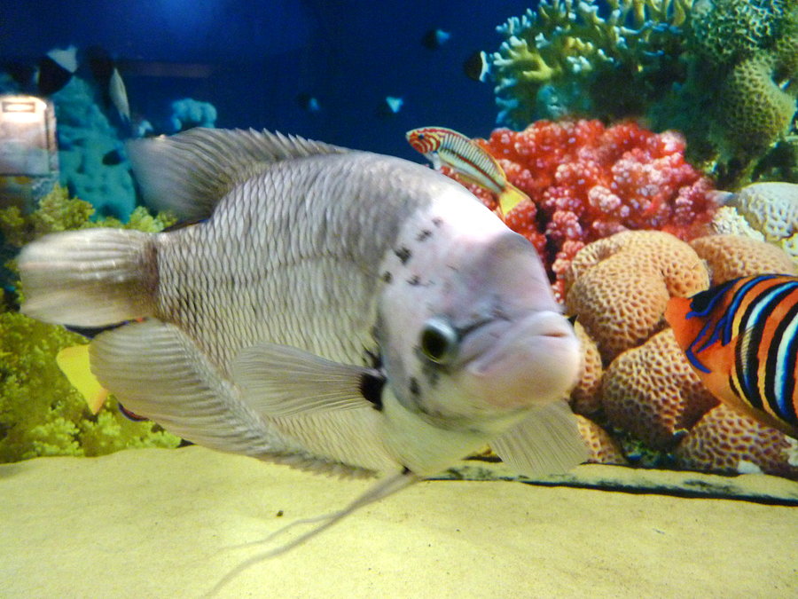 Oceanarium cz.3