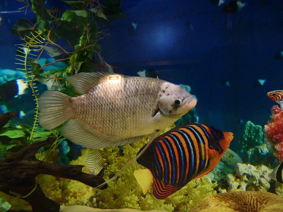 Oceanarium cz.4