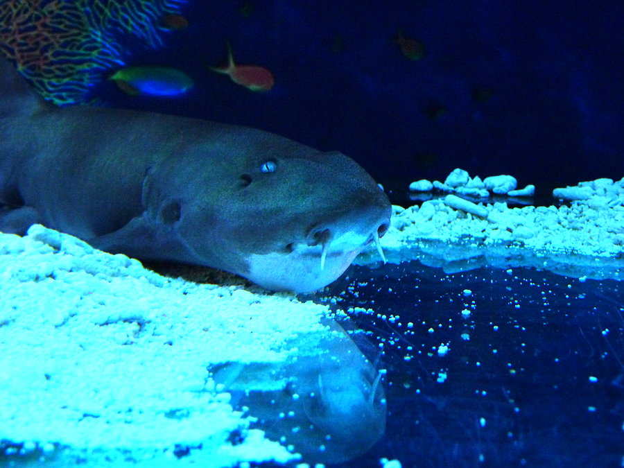 Oceanarium cz.5