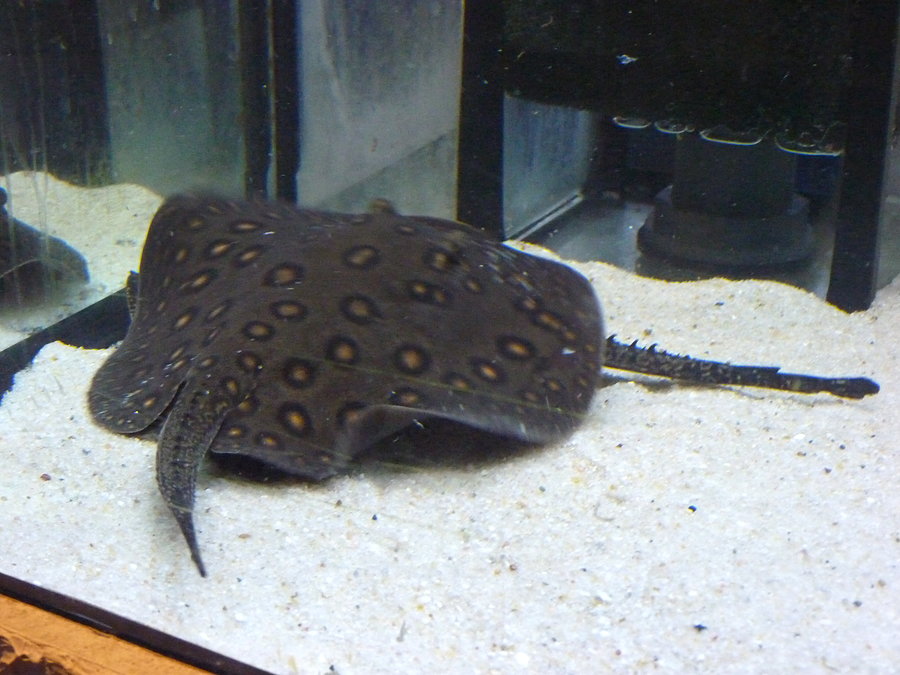 Oceanarium cz.6