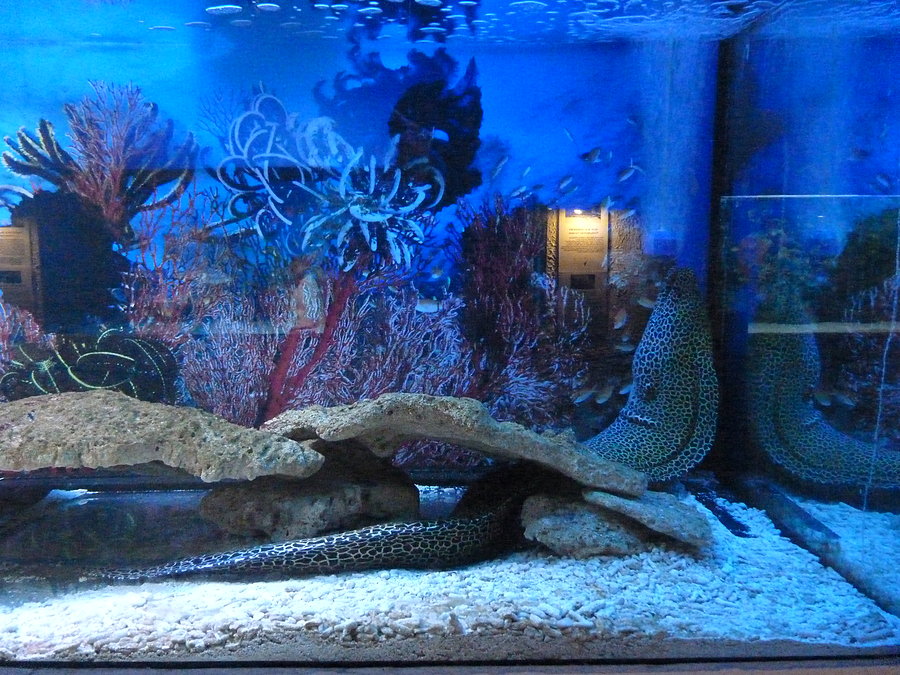 Oceanarium cz.7