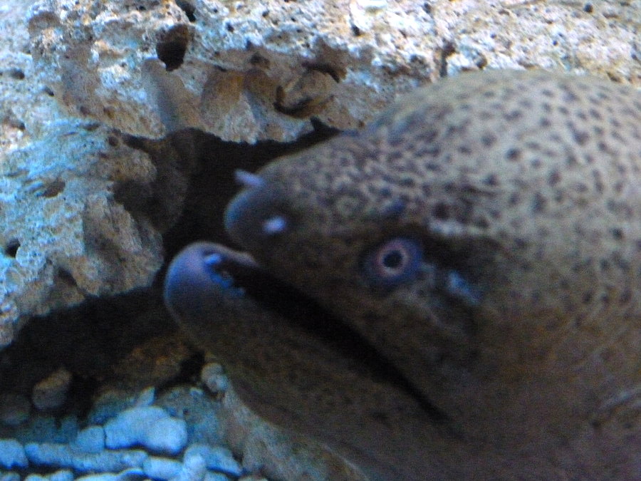 Oceanarium cz.8