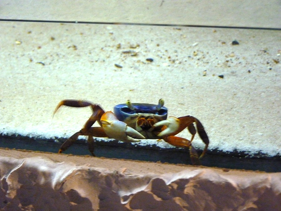Oceanarium cz.9