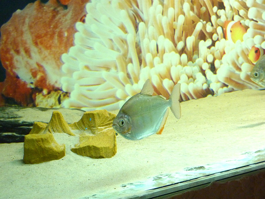 Oceanarium cz.10