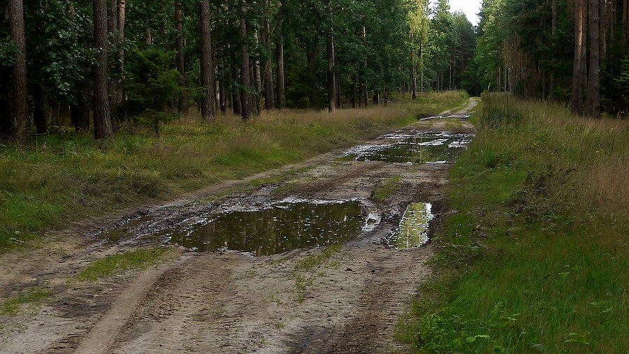 Jak polubić leśne drogi gruntowe?