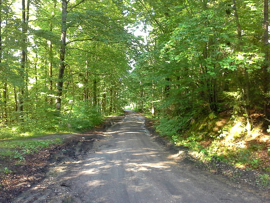 Kaszubskie lasy