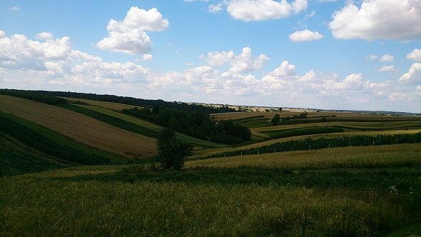 Pola koło Blinowa