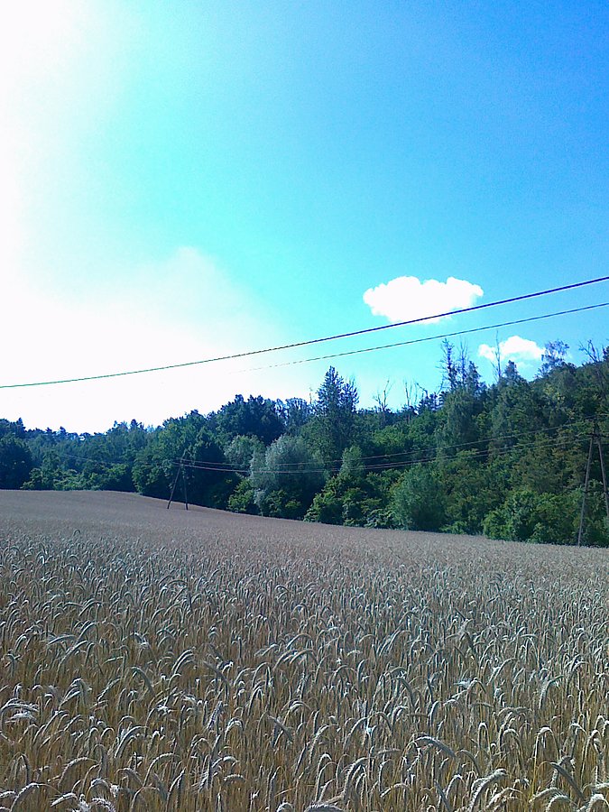 Pod skarpą wiślaną