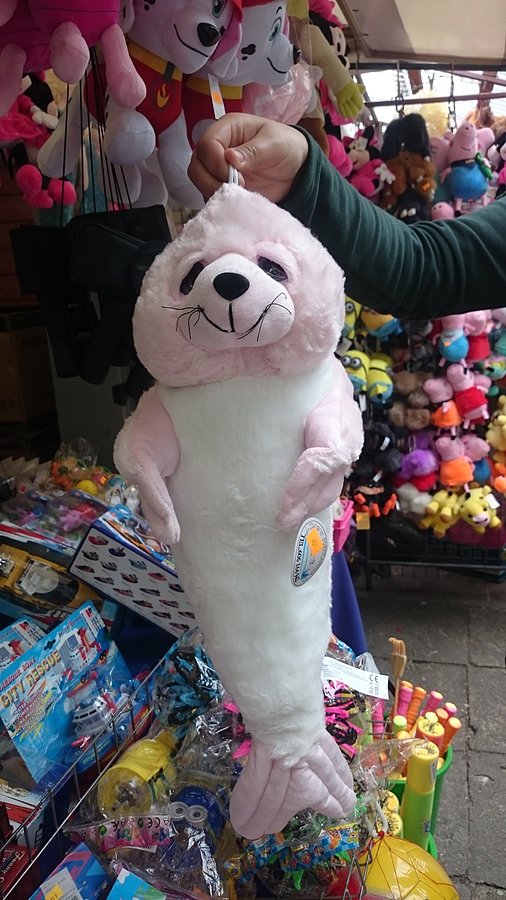 I kolejka foczka dla Morsa