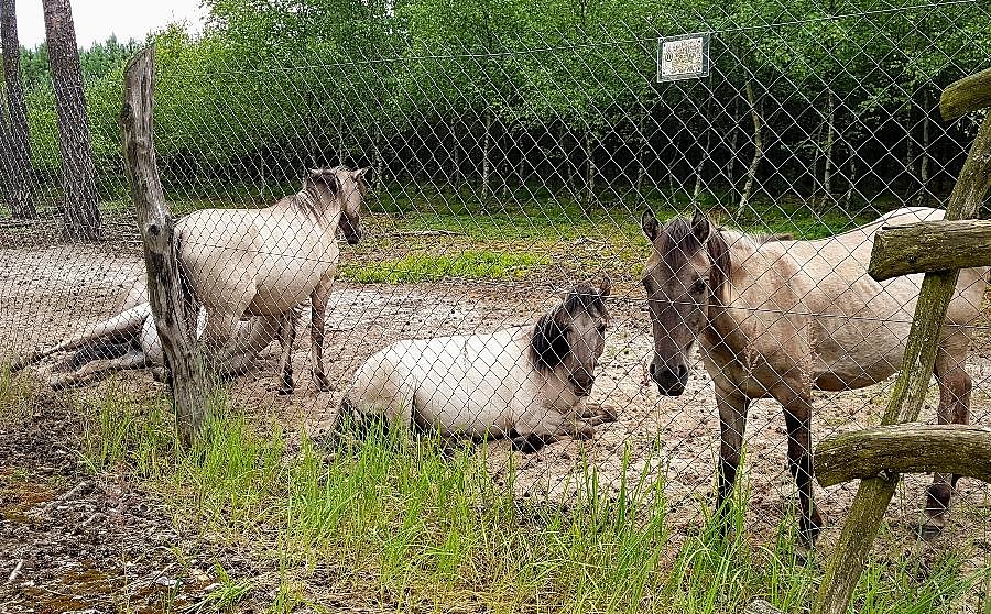 Dzikie konie w okolicy Łęska