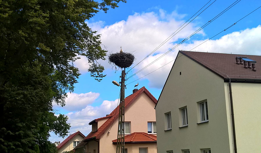 Dwa bociany w Wąwelnicy - jeden w gnieździe, drugi na dachu