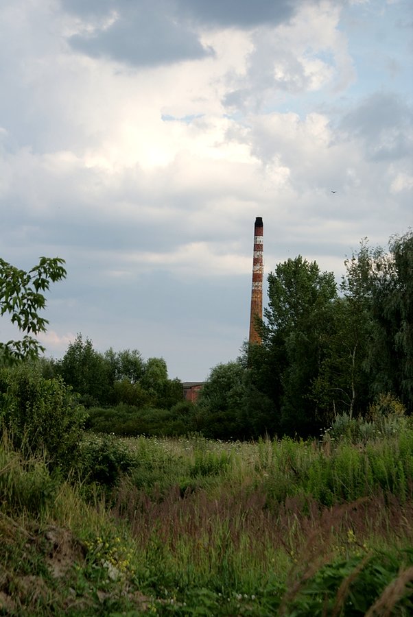 W Dąbrowie