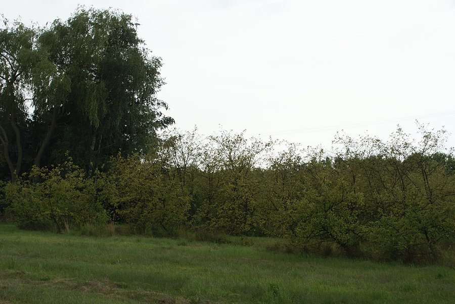 Wśród sadów