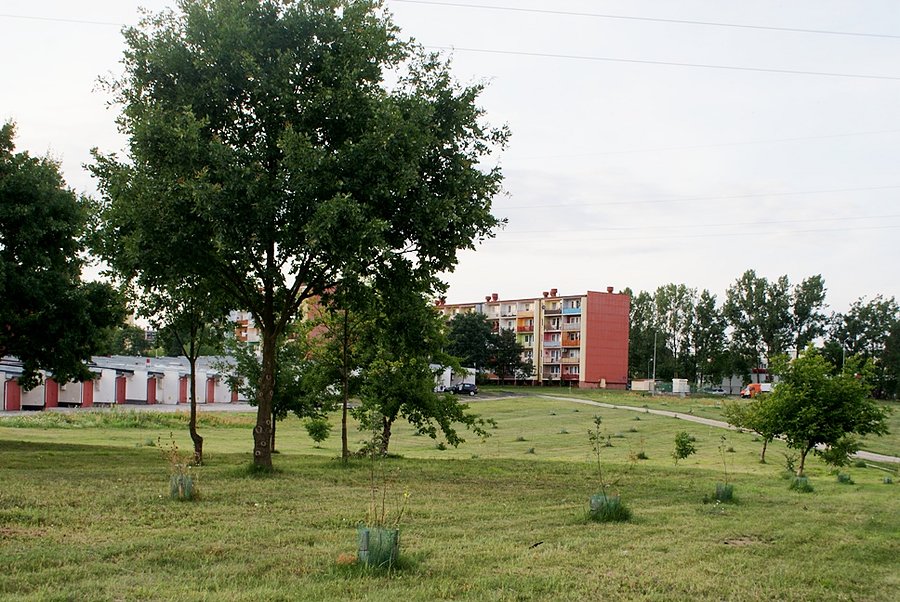 Posadzili drzewka, które się nie przyjęły...Miał być park