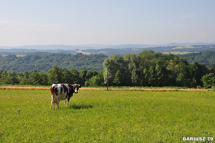 Porąbka Uszewska - Pogórze Wiśnickie