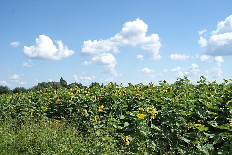 Pole słonecznikowe