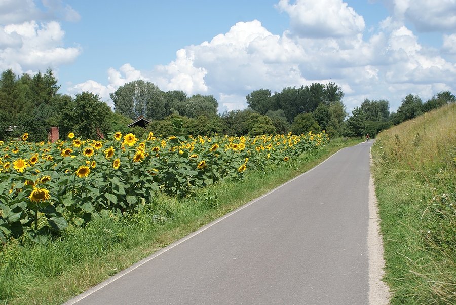 DDR wzdłuż Wisły i słoneczniki