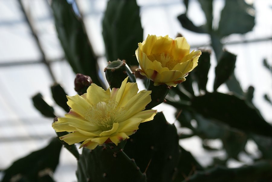 Opuntia ficus-indica z Meksyku
