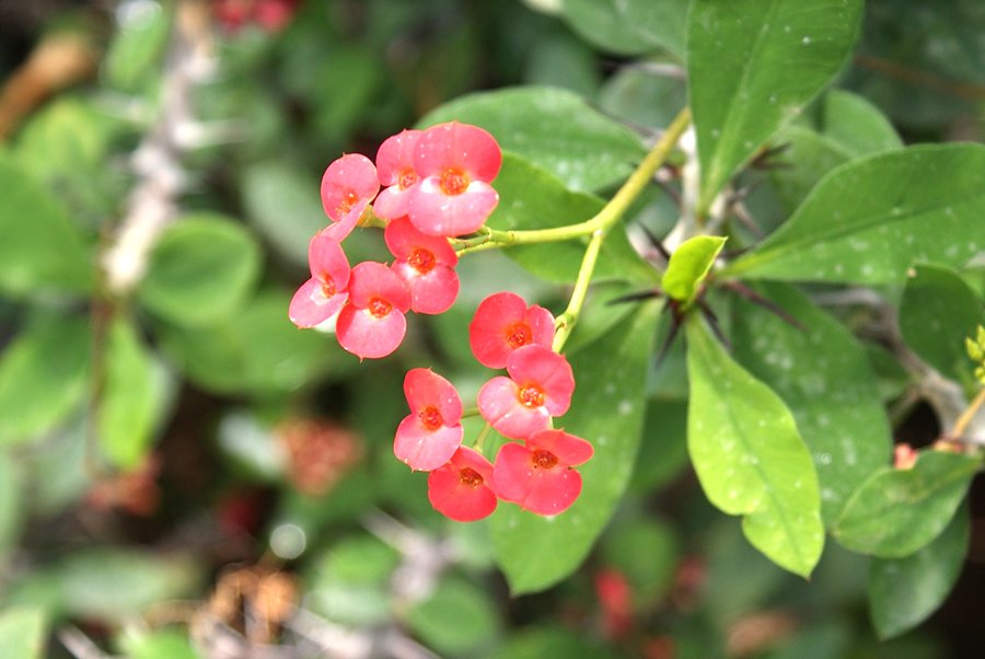 Euphorbia Milli z Madagaskaru