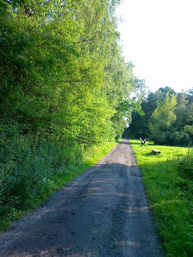 Leśna droga