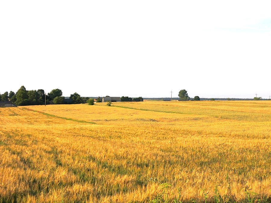 Złote pola
