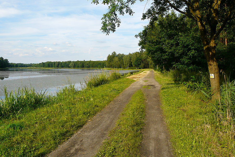 Staw Gichta, Żory